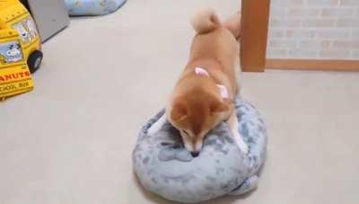 Shiba and his chonky seal pillow
