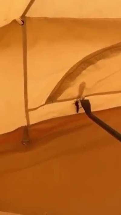 Immediate infestation