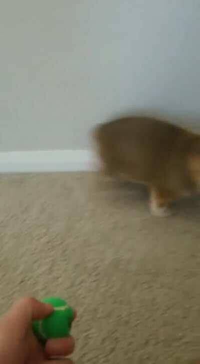 When your corgi pup hears a squeaky toy for the first time