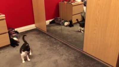 Attacking reflection 😹