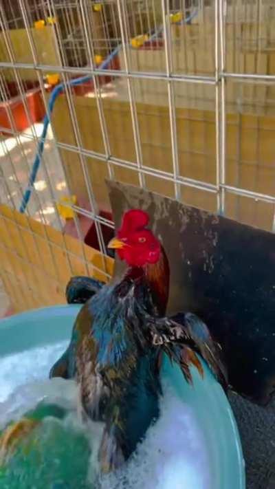 Bathing my cock