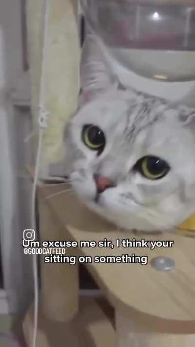 Cat got turned into a png