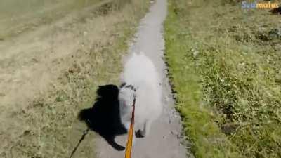 The way I feel riding Shu-Zen, the Divine Sentinel on my Pandaren monk.