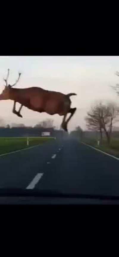 Deer flying over the road
