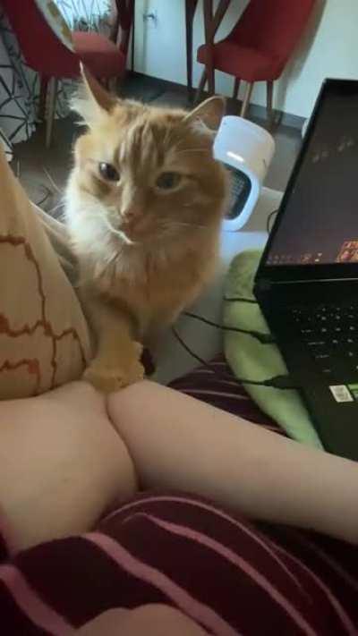 A gentle reminder that it’s time for pets