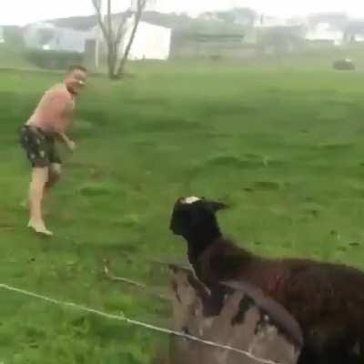 Sheep vs Man