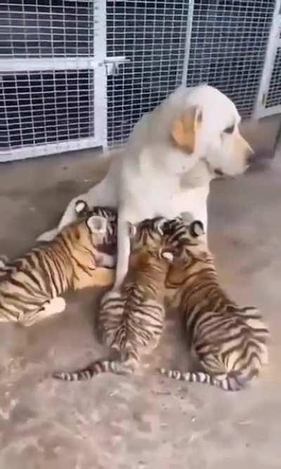 Feeding my adopted tigers