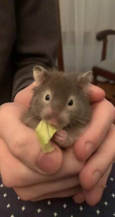 We’ve only had Pinto for a few days, and yet here he is eating lettuce in our hands 🥺