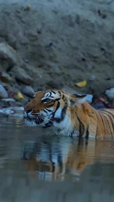🔥Listen to this tiger's call.