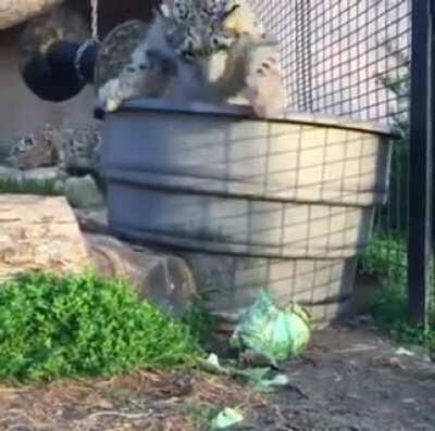 looks like my cat when i’m trying to write with a pen