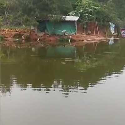 Могут ли куры летать?