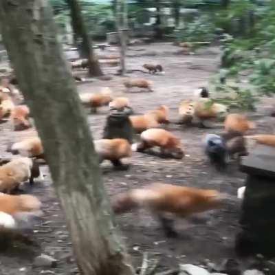 Лисья деревня в Японии