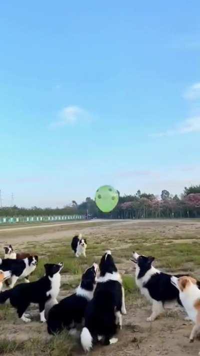 Good boi hackey sack