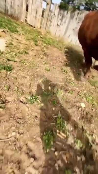 Capturing the chase perfectly