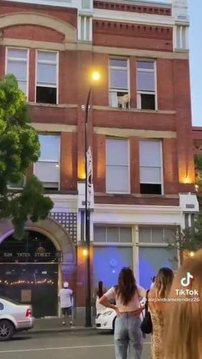 SuICiDAl dOg COntEMPLAtes suicidE