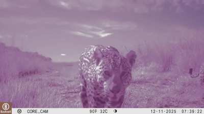 Muscular female and her cubs patrolling.