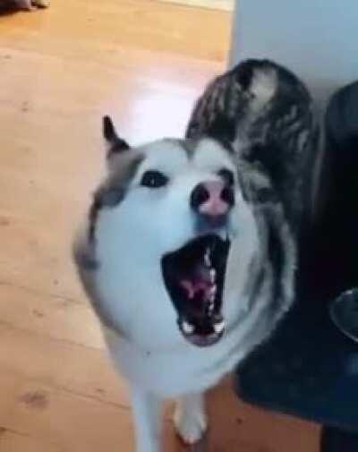 Dogs go AAAAAAAAAAAAAAAAA