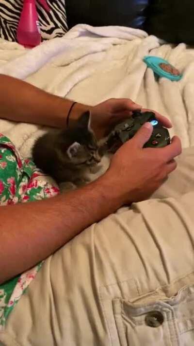 5 week old Carly does the taps !