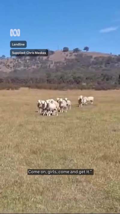TIL Shane Warne got reincarnated in Australia as a sheep! 