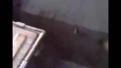 Goose has a serious problem with his dog