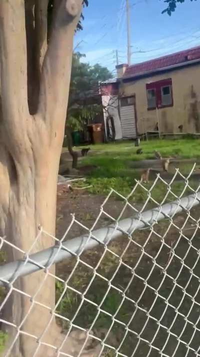 Woman accuses man of catching and eating cats