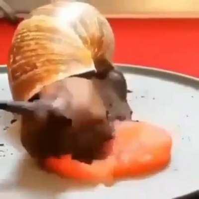 Moldy snail
