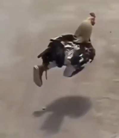 blursed_chick