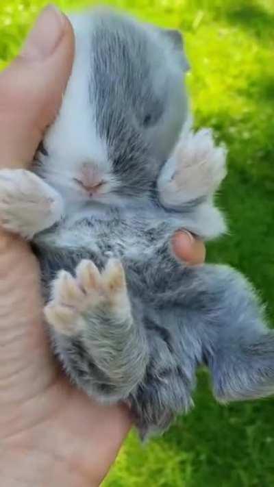 Eine Handvoll Flausch.