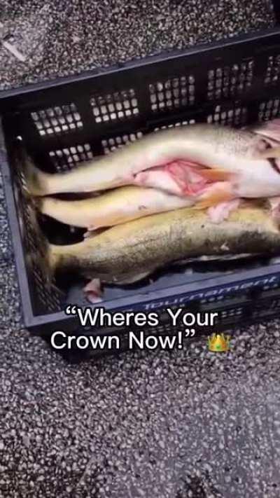 To stuff Weights in a Fish at competition