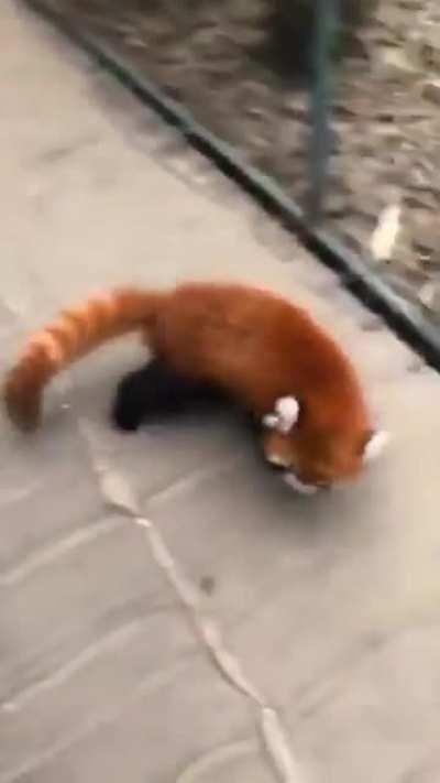 When red pandas feel threatened, they stand up and wave their claws around in an effort to make themselves look more 