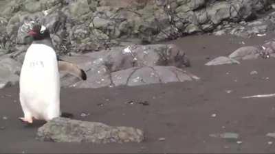 Don't mind me, I'm just going to mosey on through here.