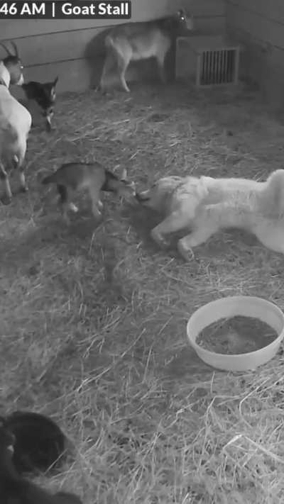 what was he doing lol