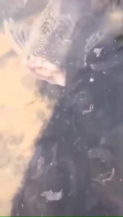 Headless fish swimming