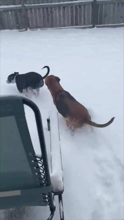 Two Dogs Have An Immediate Regret After Going Out As Snow Falls