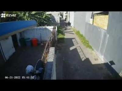 DoglaREDDIT - Video #6112