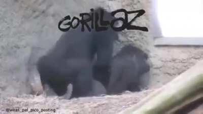 N da ban adm corno 😈👍.