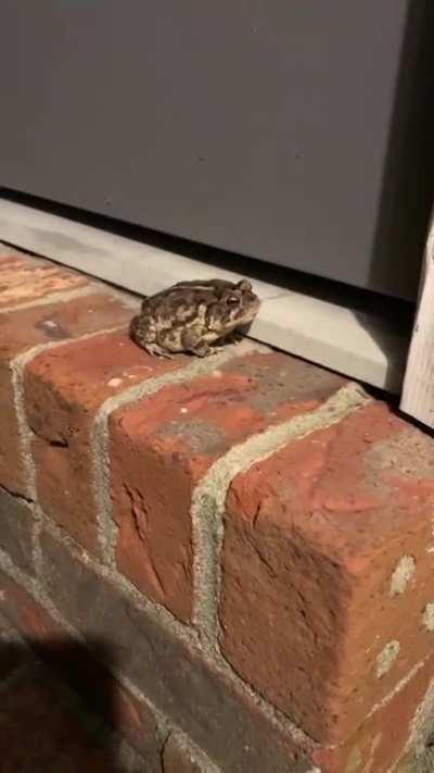 Was filming this little guy for pictures and I was lucky enough to watch him grab a snack!