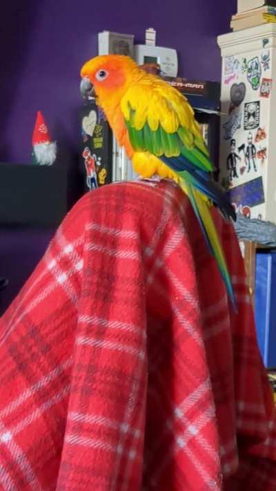 Peaches is feeling the groove