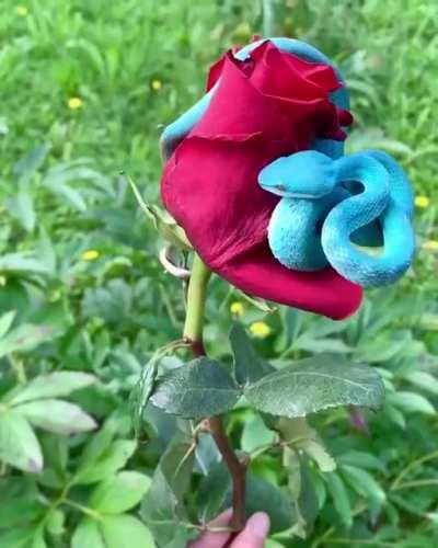 Strange blue snake beautifully fails to camouflage