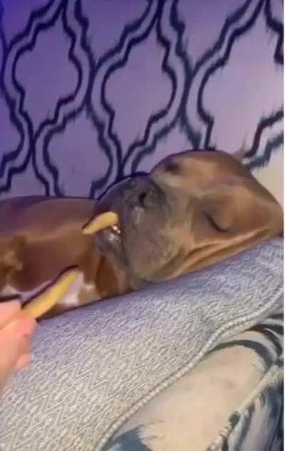 from doggo to walrus