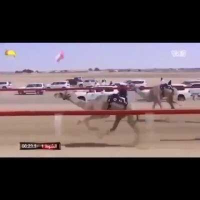 Camels are quite fast caw caw