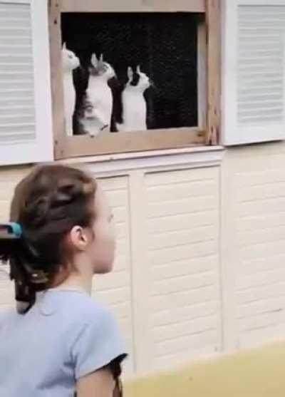 This game is messing with the cat’s head