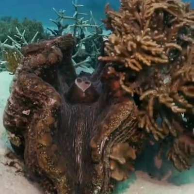 🔥 100-years old giant clam