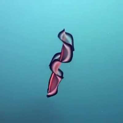The way this Marine Flatworm swims