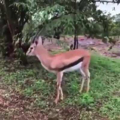 🔥 A Thompson’s gazelle playfully challenging a wildlife photographer before darting off 🔥