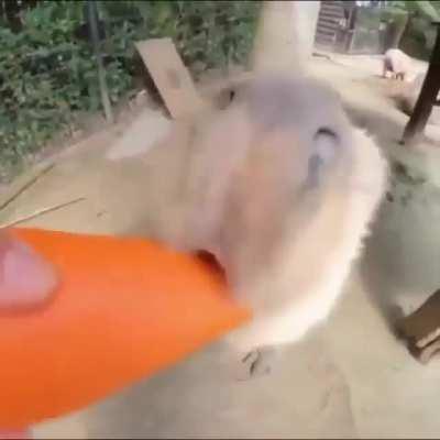 offering of cucumber