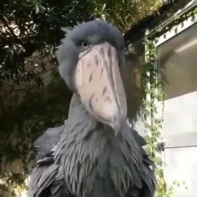 🔥 Shoebill Stork always seems to be in disagreement...