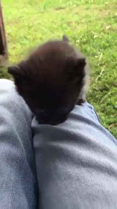 Screm, you tyrant! Screm Your Tiny Heart Out!