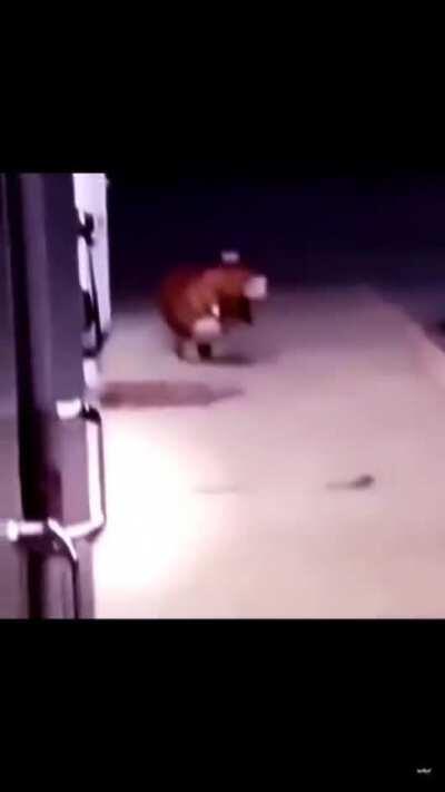 Have a great day random person