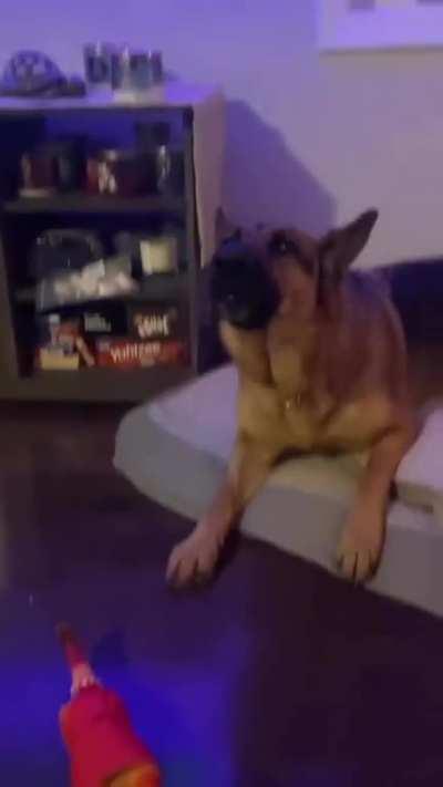 A German Shepherd howling with his squeaky rubber chicken! 😂